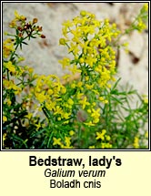 bedstraw,ladys (boladh cnis)