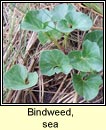 bindweed,sea (pl�r an phrionsa)