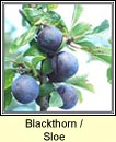 blackthorn (draighean)