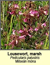 lousewort,marsh (milseán móna)