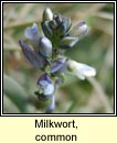 milkwort,common (lus an bhainne)