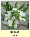 rocket,sea (cearrbhac�n mara)