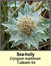 sea holly (cuileann trá)
