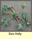 sea holly (cuileann tr�)