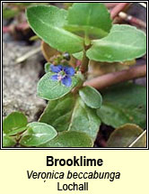 brooklime (lochall)