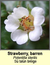 strawberry,barren (sú talún bréige)