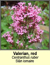 valerian,red (slán iomaire)