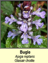 bugle (ghlasair choille)