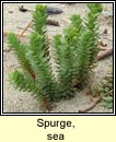 spurge,sea (bainne l�ana)