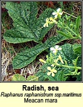 radish,sea (meacan mara)