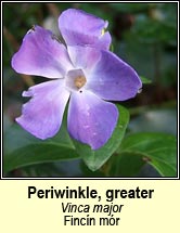 periwinkle,greater (an fincín mor)