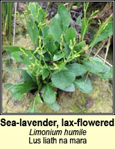 sea-lavender,lax-flowered (lus liath na mara)