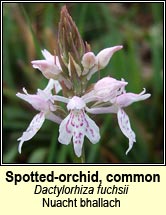 orchid,common spotted (naucht bhallach)