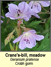 cranesbill,meadow (crobh gorm)