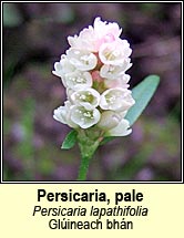 persicaria,pale (ghlúineach bhán)