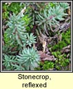 stonecrop,reflexed (grafán crom)