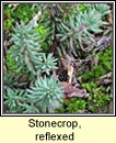 stonecrop,reflexed (graf�n crom)