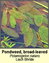 pondweed,broad-leaved (liach bhride)