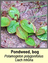 pondweed,bog (liach mhónas)