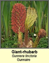 giant-rhubarb (gunnaire)