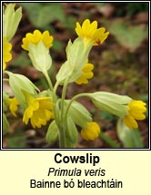 cowslip (bainne b bleachtin)