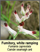 fumitory,white ramping (caman searraigh bán)