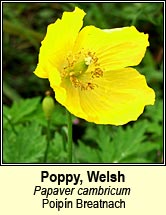 poppy,welsh (poipín breatnach)