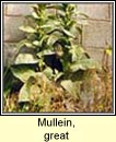 mullein,greater (coinnle muire)