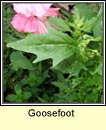 goosefoot,red (blonagán dearg)