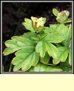 buttercup,goldilocks (gruaig mhuire)