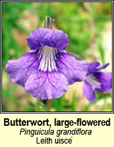 butterwort,large-flowered (leith uisce)