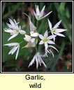garlic,wild / ramsons (creamh)