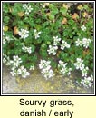 scurvygrass,danish (carr�n creige)
