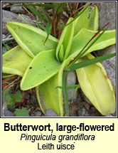 butterwort,large-flowered (leith uisce)