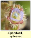 speedwell,ivy-leaved (lus cr eidhneach)