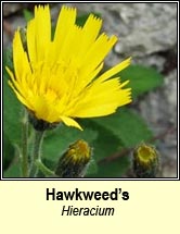 hawkweed (lus na seabhac)
