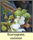 scurvygrass,common (biolar tr�)