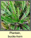 plantain,bucks-horn (adharca fia)