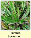 plantain,bucks-horn (adharca fia)