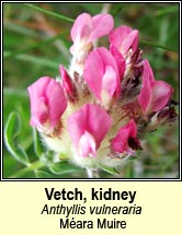 vetch,kidney (méara muire)