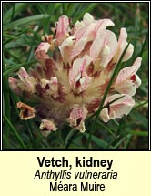 vetch,kidney (méara muire)