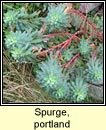 spurge,portland (spuirse ghainimh)