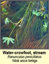 water-crowfoot,stream (néal uisce bréige)