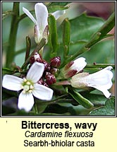 bittercress,wavy (searbh-bhiolar casta)