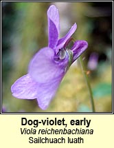 violet,early dog-violet (sailchuach luath)