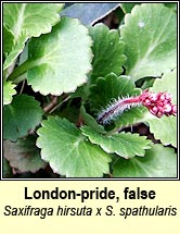 saxifrage,false londonpride (?)