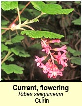 currant,flowering (cuirín)