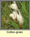 cotton-grass (ceannabh�n)