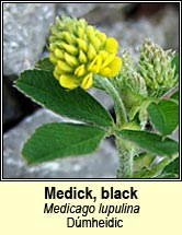 medick,black (dmheidic)