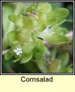 cornsalad (ceathr� uain)